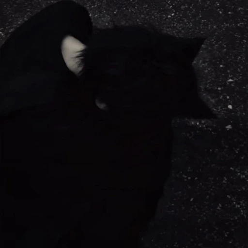 cat :p