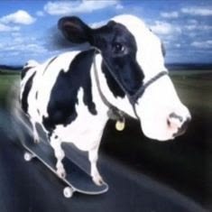 Cow Skating