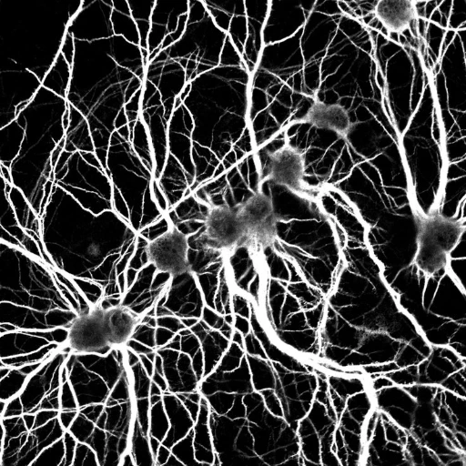 nerve